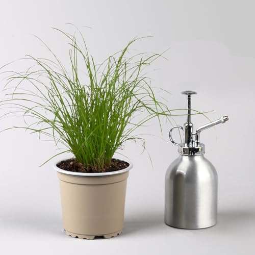 Katzengras ungespritzt, Topf-Ø 12 cm, 3er-Set