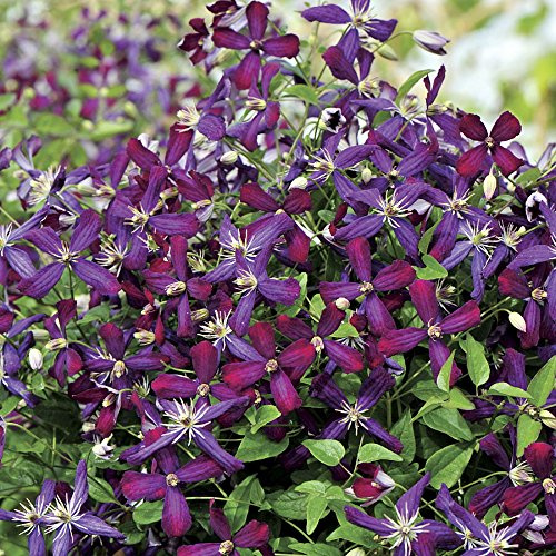 Sweet Summer Love Clematis - Fragrant/Long Blooming - 4 Pot - Proven Winner