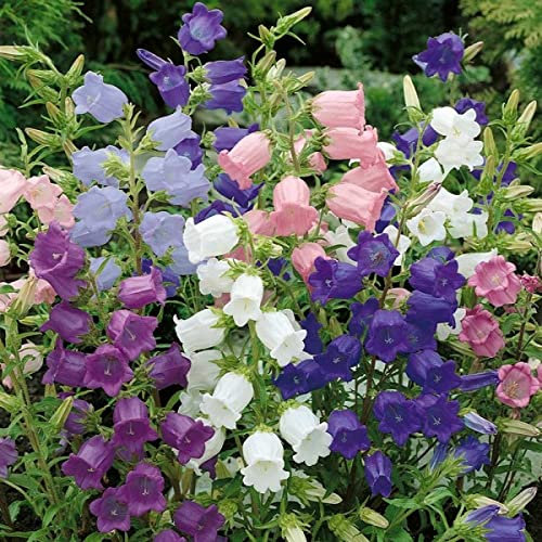 Campanula Medium Mix 1500 Canterbury Bells Biennials Seeds.