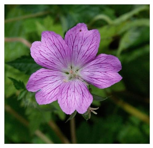 10 x Geranium endressii (Winterhart/Stauden/Staude/Bodendecker/Mehrjährig) Pyrenäen Storchschnabel - Unermüdlich blühend und einfach bezaubernd - sehr Bienenfreundlich - von Stauden Gänge