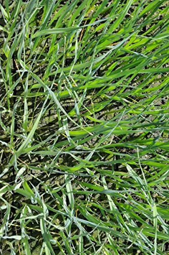 Winterporree Pflanzen im 20er Set Winter Porree Marktfrischer Lauch