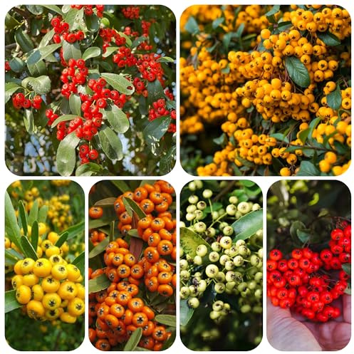 450 piezas semillas de espino de fuego, balcón fresca resistentes enanos exóticas