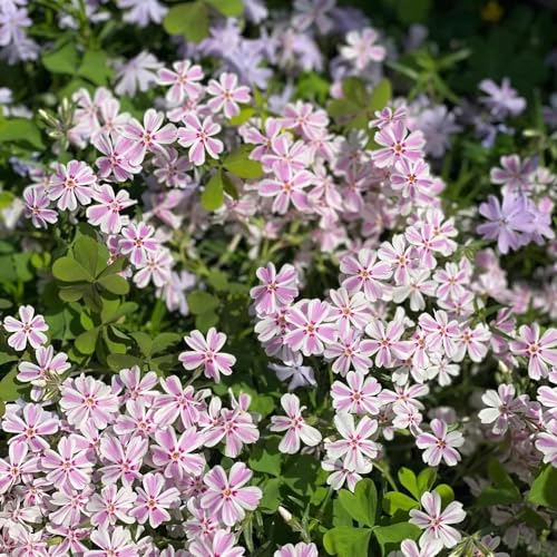 500 pcs teppichphlox samen winterhart pflanzen samen indoor winterharte balkonpflanzen teppich flammenblume wildblumensamen balkon blumen samen mehrjährige kübelpflanzen blumen für
