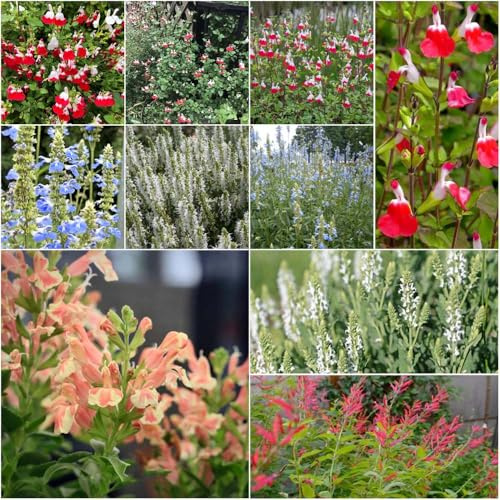 semillas de salvia - perennes perenne resistente semillas balcón de decorativas para jardín, decoración 500pcs