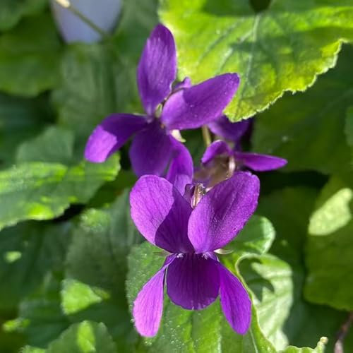 Duftveilchen samen - Seltene pflanzen - blumendeko pflanztopf winterharte stauden Duftveilchen samen winterhart zimmerpflanze blumenwiese bonsai samen bodendecker exotische samen 200pcs