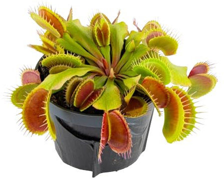 Venus Natural Planta Carnívora con Maceta de 9cm de diámetro