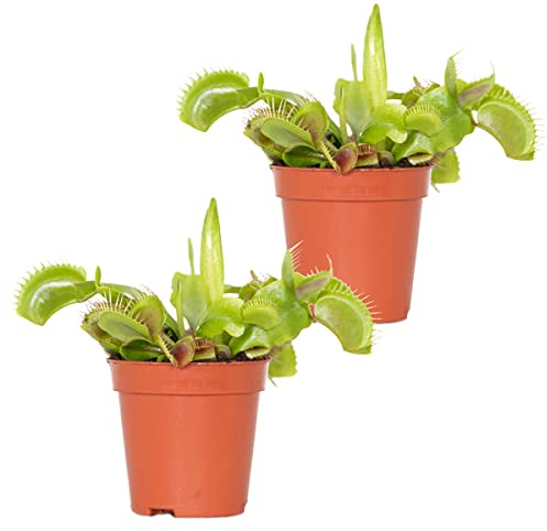 2x Dionaea Muscipula – Plante Carnivore – Facile d’entretien – ⌀6 cm – 05-10 cm
