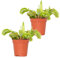 2x Dionaea Muscipula – Fleischfressende Pflanze – Pflegeleicht –⌀6 cm – 05-10 cm