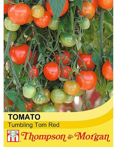 Tomato Tumbling Tom Red Solanum Lycopersicum Garden Plant Half- Hardy Annual 15 Seeds Easy to Grow Your Own 1x Seed Packet by Thompson and Morgan