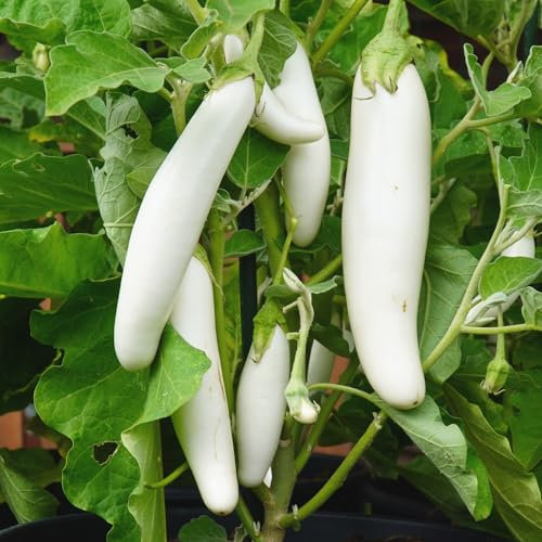 White Knight F1 Aubergine 10 Samen - ertragreiche Sorte, freilandgeeignet