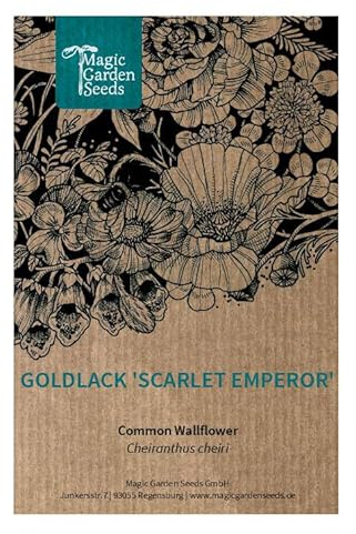 Giroflée ravenelle 'Scarlet Emperor' (Erysimum cheiri) 60 graines Fleur de printemps bisannuelle vivace pour jardin de campagne Fleur coupée plante odorante