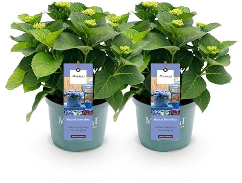 Green boutiQ - Balkonpflanze - Hortensie - Hydrangea Magical Revolution Blue - Blau - 6-10 Blumen - 2 Pflanzen - Topf 23cm Höhe 55cm