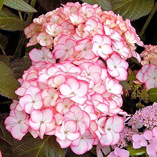 Mophead Hydrangea macrophylla Sabrina | Deciduous Potted Garden Shrub for Sale (15-30cm Incl. Pot)