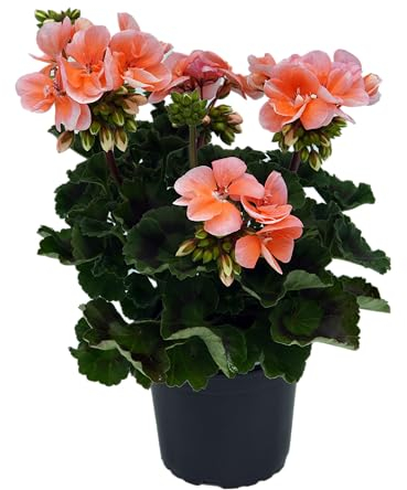 stehende Geranie, (Pelargonium zonale), Sorte: Emma, Lachsrosa mit weißem Rand, kräftige Pflanze je im 12cm Topf, (6 Pflanzen im Set)