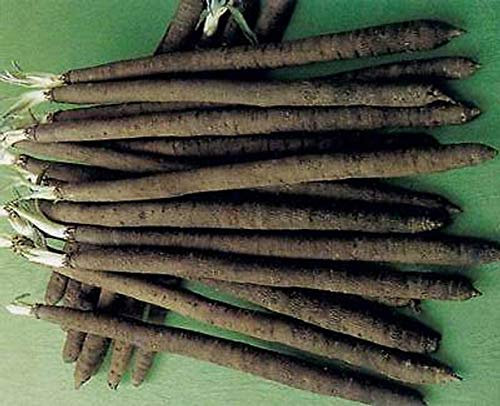 Potseed Riesen Garten Rittersporn - Delphinium ajacis - Mix - 100 Samen