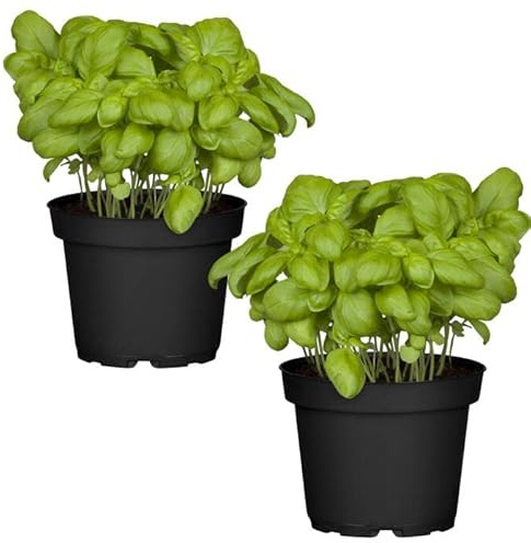 Duo de Plantas de Albahaca - Plantas Premium DECOALIVE - Hierbas Naturales para Huerto Urbano - Plantas Aromáticas