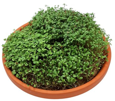 Green Mageo Family Kit de culture de cresson 31 cm – 1 bac de culture familial avec maxi paquet de cresson, graines de luzerne, roquette et tapis de culture (Family Size Round)