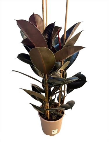 Ficus Elastica Planta Natural de Interior 60cm 80cm | ideal decorar ambientes locales comerciales casas restaurantes vidrieras