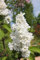 Edelflieder - Weiße, prachtvolle Blüte - 'Madame Lemoine' - Syringa vulgaris - Containerware 40-60 cm - Garten von Ehren®