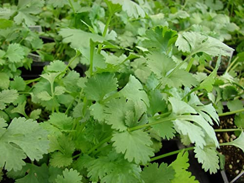 Kräuter Mix 1 - Koriander , Dill , Schwarzkümmel - sortenrein verpackt