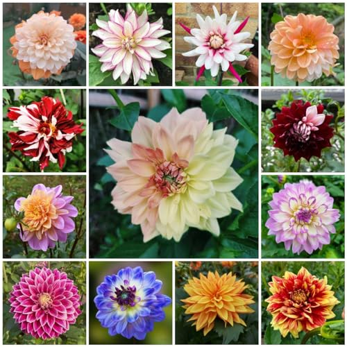 10 pcs dahlien knollen kaufen - dahlien zwiebeln - blumenzwiebeln mehrjährig winterhart, blumen geschenk Dahlia Dahlie zwiebel zwiebel winterharte pflanzen, topfpflanzen echt stauden
