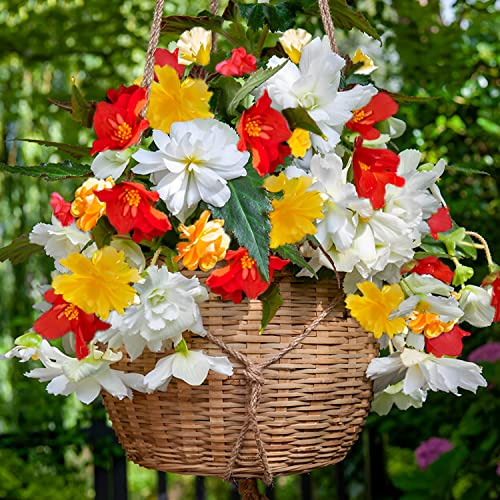 Collection de bulbes de bégonias suspendus, 5 bulbes de bégonias Cascade de Hollande, Véritables plantes de bégonias en pots de fleurs, Plantes vivaces pour pots et balcons, non résistantes au froid.