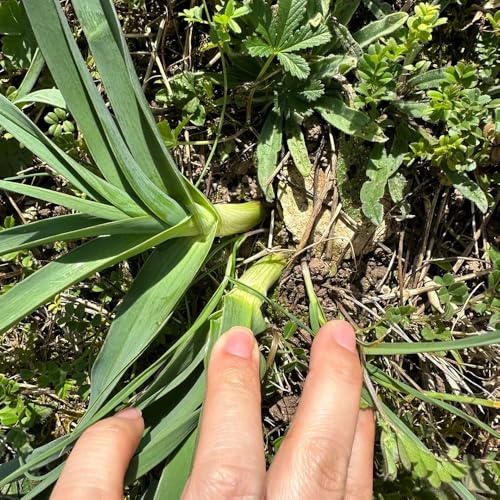 Semillas de puerro resistentes, bancales jardín Decoración 200pcs