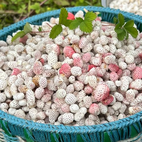 semi di fragola selvatica, resistenti 60pcs