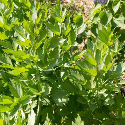 300 pcs liebstöckel samen bio hochbeet kräuter heilpflanzen samen liebstöckel pflanze - Levisticum officinale - blumen samen exotische pflanzen bio kräutersamen winterharte pflanzen