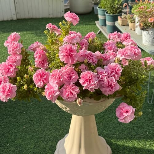 semillas de petunia - silvestres perennes interior raras 200pcs