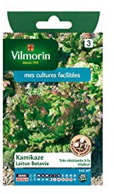Vilmorin - Sachet graines Laitue Batavia Kamikaze