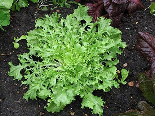 Semi Indivia Verde arricciato Ruffec Giardino Camere non OGM Tasty Festive Foglie Cuore Bianco (App 100 Seeds nessun esito):Graines