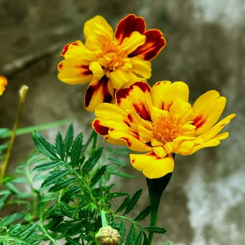 semillas de caléndula perenne para lugares soleados de caléndula, tagetes patula, resistentes de cortadas silvestres 50pcs
