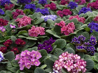 African Violet Plants Set of 3 Mixed Plants