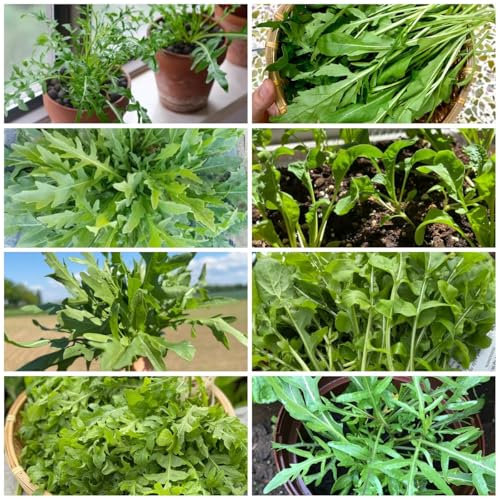 rucola samen winterhart - rucola pflanzen samen, exotische pflanzen winterhart, gartendeko für draußen rucolasamen bio mehrjährig, wintergemüse winterharte pflanzen für garten 300pcs
