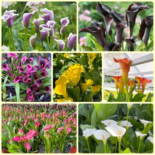 Bulbi di calla, per balcone Zantedeschia aethiopica, Piani di decorazione del soggiorno con bulbi a primaverile I bulbi da sono resistenti 9pcs