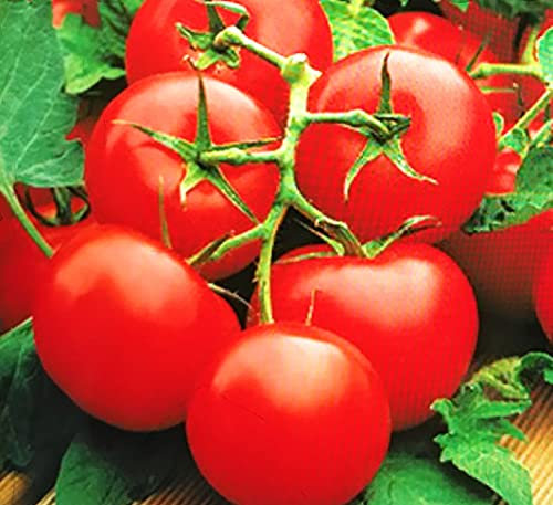 Generico 3 Plantas tomate racimo granito, tierra de Romaña