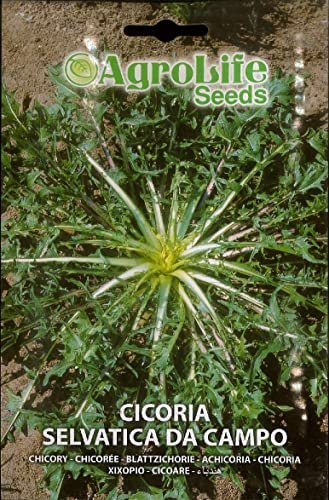 SEMI SEMENTI DI CICORIA SELVATICA DA CAMPO IN BUSTINA