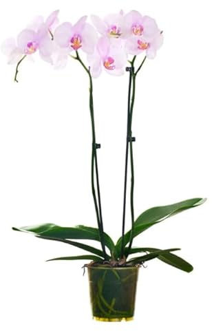 Orquídea - Flores Naturales para Decorar el Hogar o la Oficina