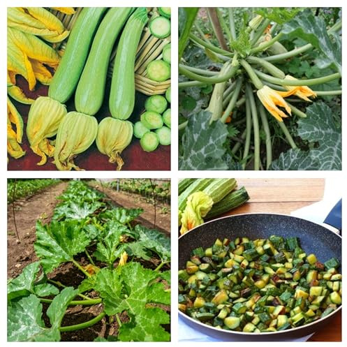 Semi di Zucchino Genovese per Orto e Coltivazione in Vaso da Balcone, Cucurbita Pepo Chiara
