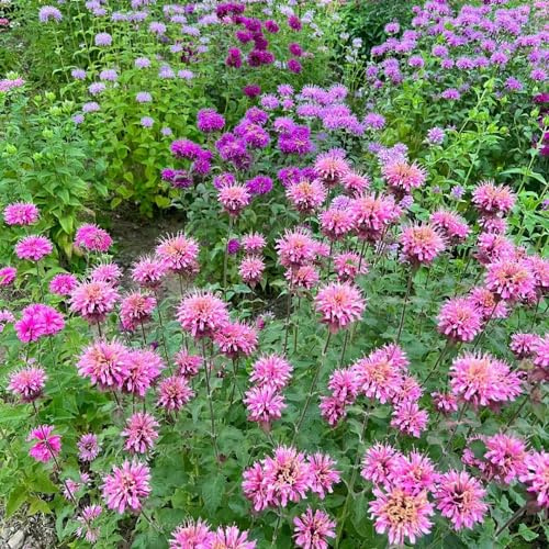 semillas de melisa - de primavera ortiga india lugares soleados orgánicas en extraño jardín rocas exótico jardín semillas decoración 600pcs