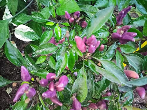 Purple Thai Chilli Seeds - Purple Thai Pepper Seeds