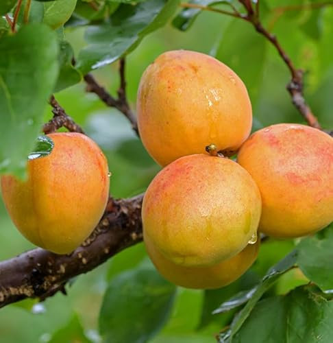Hochstamm Armenischer Aprikosenbaum Tros Oranje 60-80cm - Prunus armeniaca