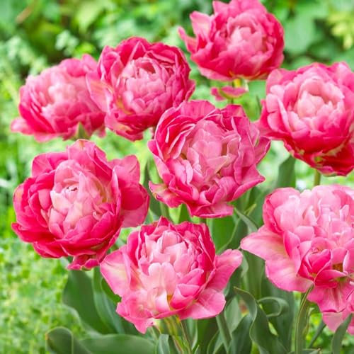 Bulbes de tulipes Double Pink Passion (20 pièces) tulipes roses exclusives de Hollande, résistantes au froid et vivaces pour le jardin, les pots, le balcon d'Amsterdam (gros bulbes, pas de graines)