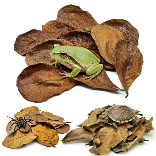 Gxsdj Dry Oak Leaf Litter for Reptiles,0.35 OZ Oak,30Pcs Longan & 10PCS Indian Almond Leaves,Leaf Litter Isopods Live Substrate Terrarium Bedding for Turtle,Snakes,Frogs,Isopod,Spider, Cricket