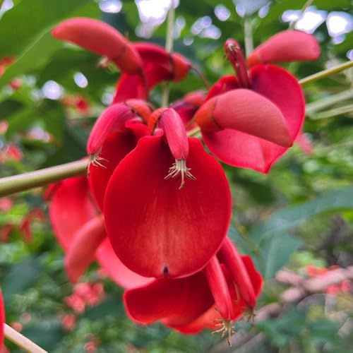 semillas de arbusto de coral, semillas silvestres lugares soleados arbustos con resistentes variedades antiguas orgánicas resistentes otoño Decoraciones 120pcs