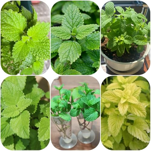 semillas de melisa - resistentes productos sostenibles de balcón, verdes variedades antiguas cultivo jardín jardín 500pcs