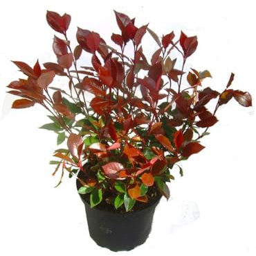 Photinia Arbusto de Jardín de Mantenimiento Fácil y Aspecto Mediterráneo