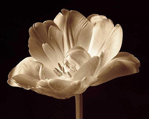 Feeling at home CANVAS-FRAMED-with-AMERICAN-BOX Champagne Tulip III Britt Charles - Floral horizontal Art print Black White Black White Flowers Tulips Photograp Floating fra 15_X_19_in