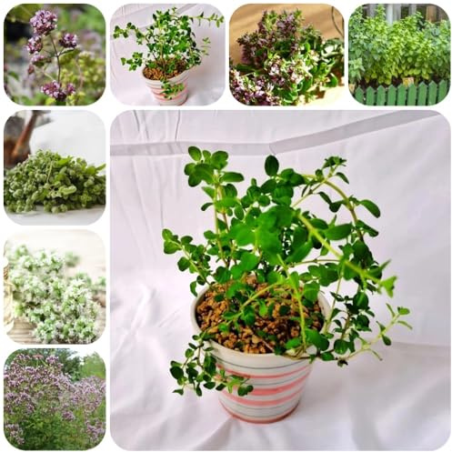 Semillas de mejorana perenne resistente, balcón de la cama de origanum majorana, culinarias de silvestres variedades antiguas, 100pcs